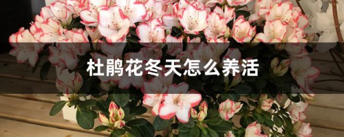 杜鹃花冬天怎么养活