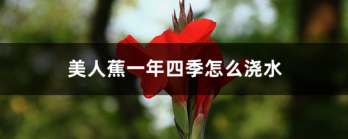 美人蕉一年四季怎么浇水